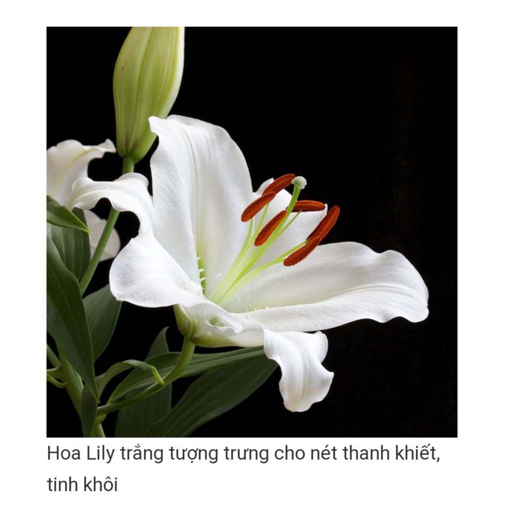 Combo 10 Củ Ly Thân cao Hoa Đủ Màu (Củ Ly Giống)