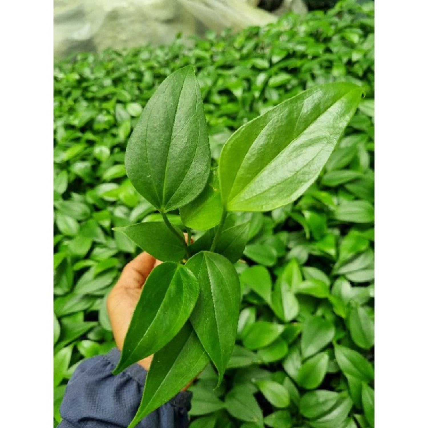 Cây giống Hoa hồng môn tím