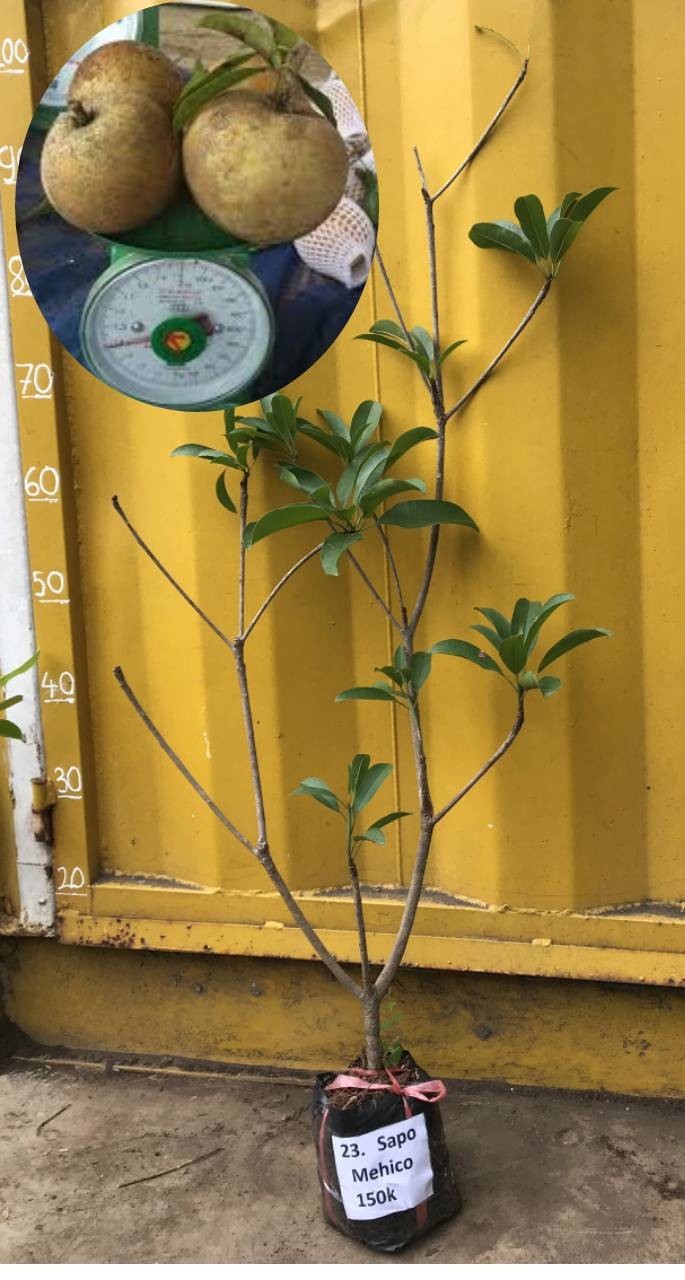 CÂY GIỐNG SAPO MEXICO