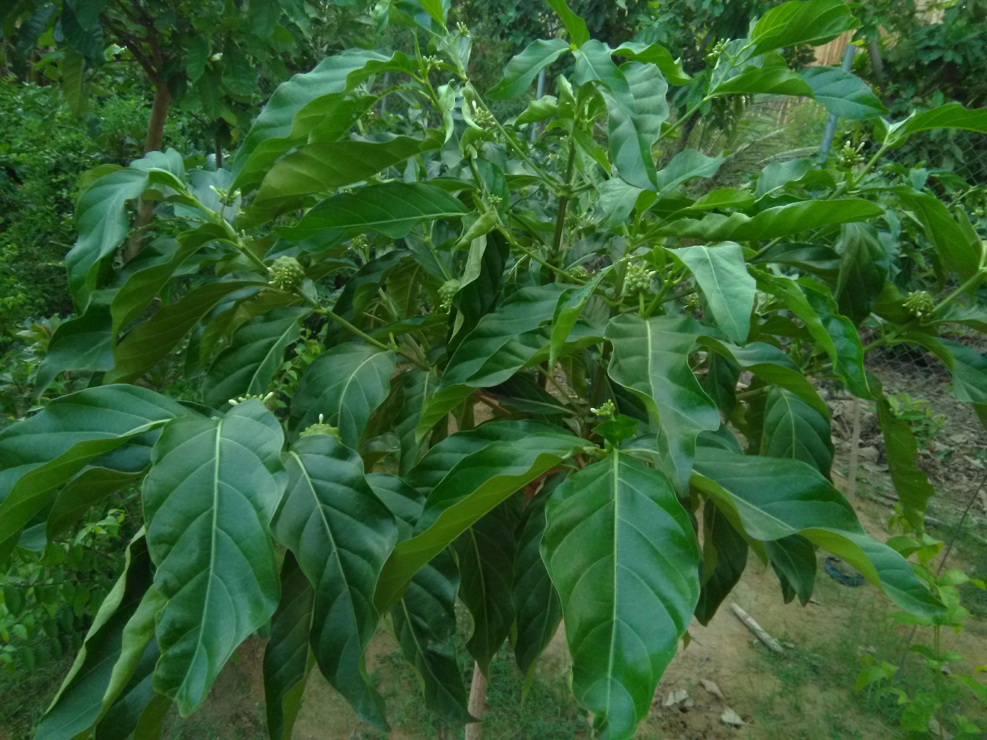 Cây nhàu lớn,  cao khoảng 1.5m