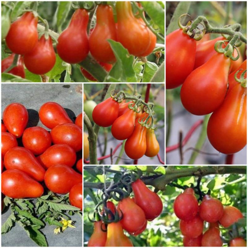 Hạt Giống Cà Chua Trái Lê Đỏ Nhập Khẩu