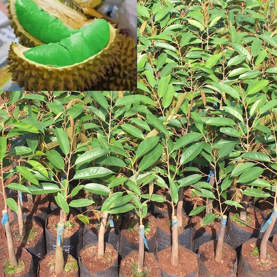 Sầu riêng ruột xanh, giống lạ mát, cây đẹp giá trị kinh tế cao, khác biệt ở giống