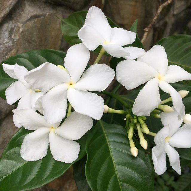 [Cây giống hoa] Lài Tây (Nhài Tây) - Trang Flowers