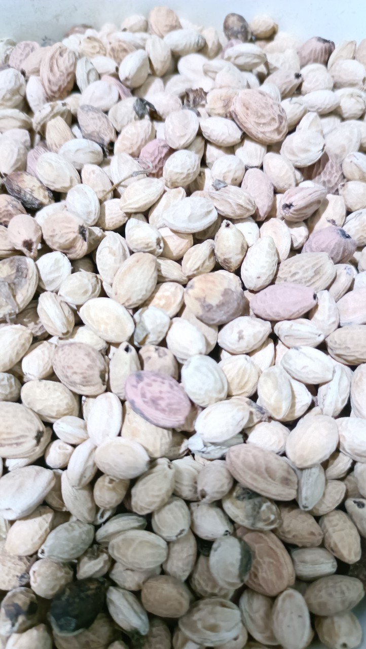 50gram hạt mai hoa đào