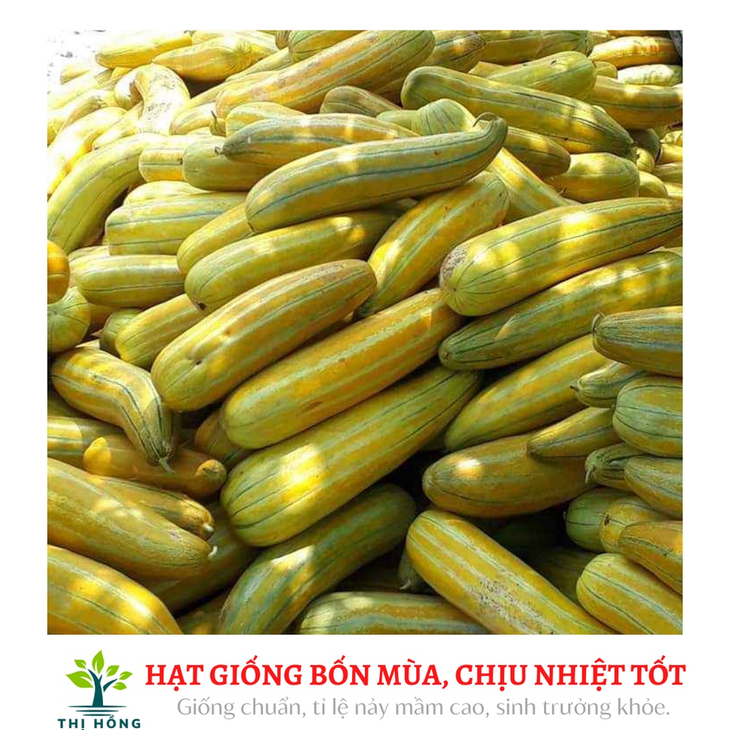 Hạt giống dưa gang cao sản 1g (mùi rất thơm, thịt bở, vị ngọt mát)