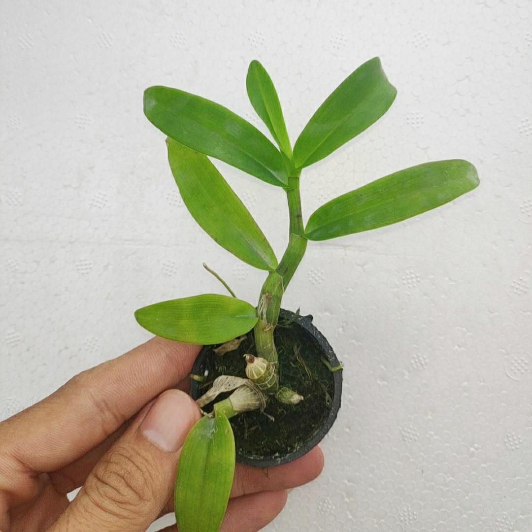 Lan giả hạc Đaclay Cây năm 2 đẹp
