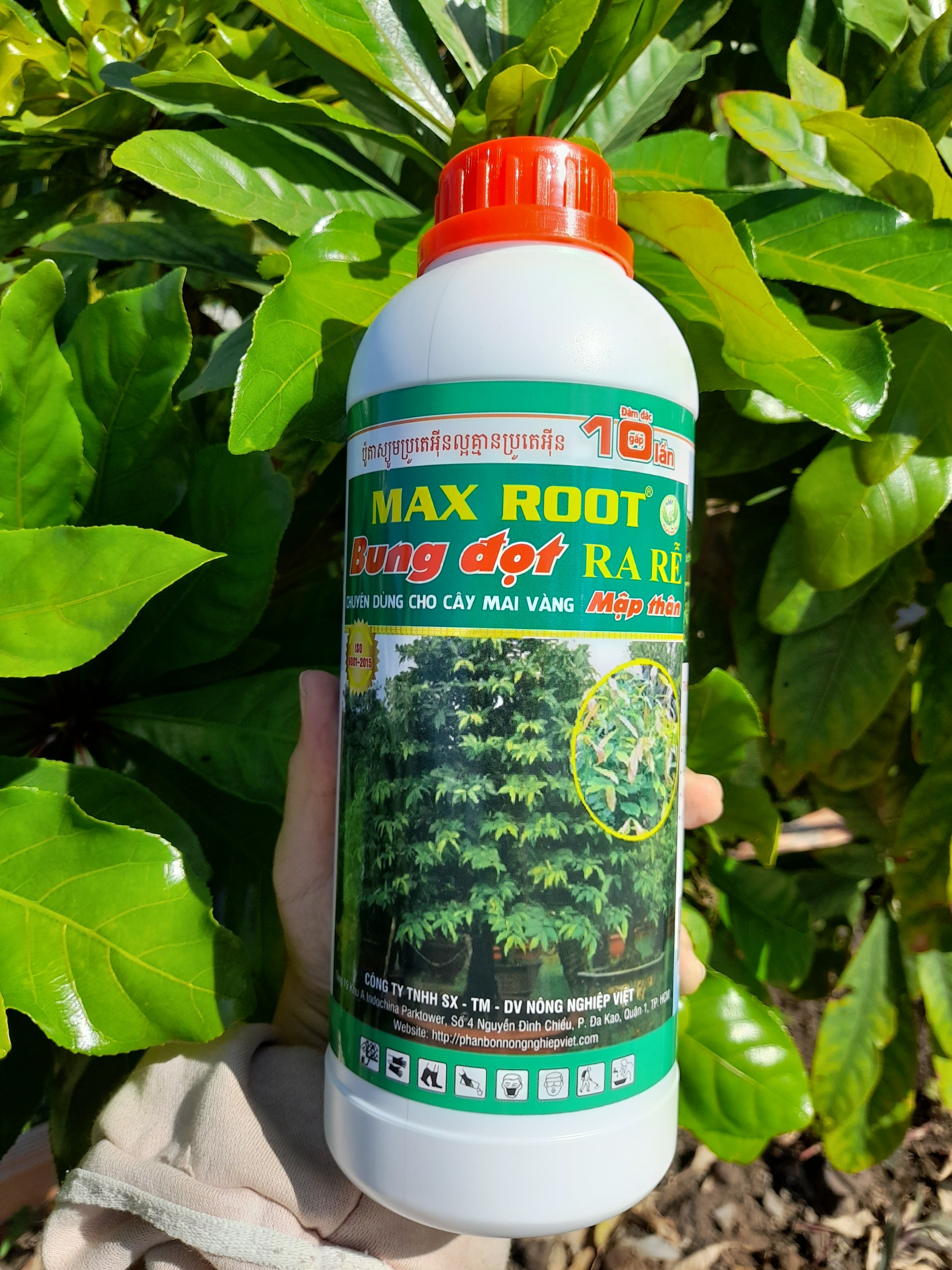 MAX ROOT BUNG ĐỌT RA RỄ MAI VÀNG CHAI 1 LÍT