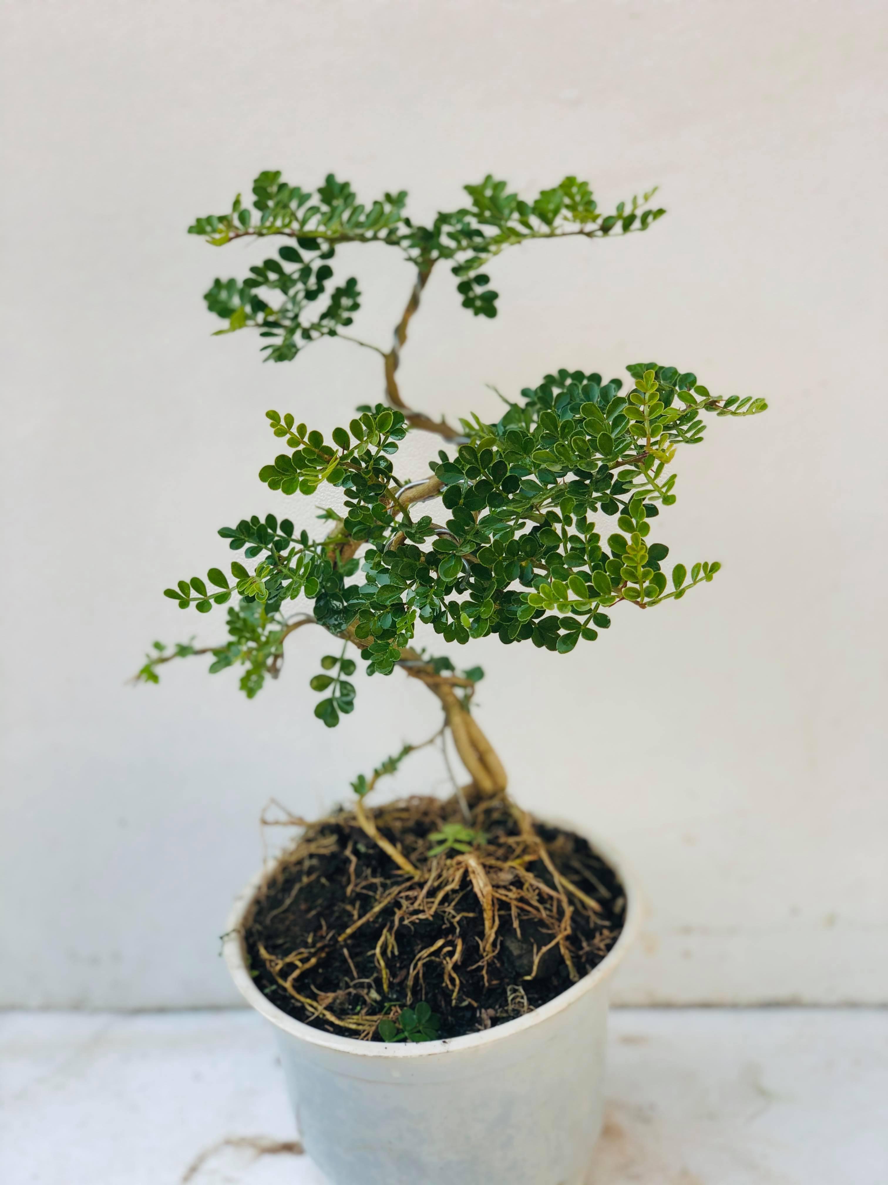 Cây cần thăng bonsai