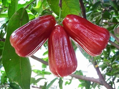 CÂY GIỐNG ROI ĐỎ THÁI LAN SIÊU NGON SIÊU QUẢ