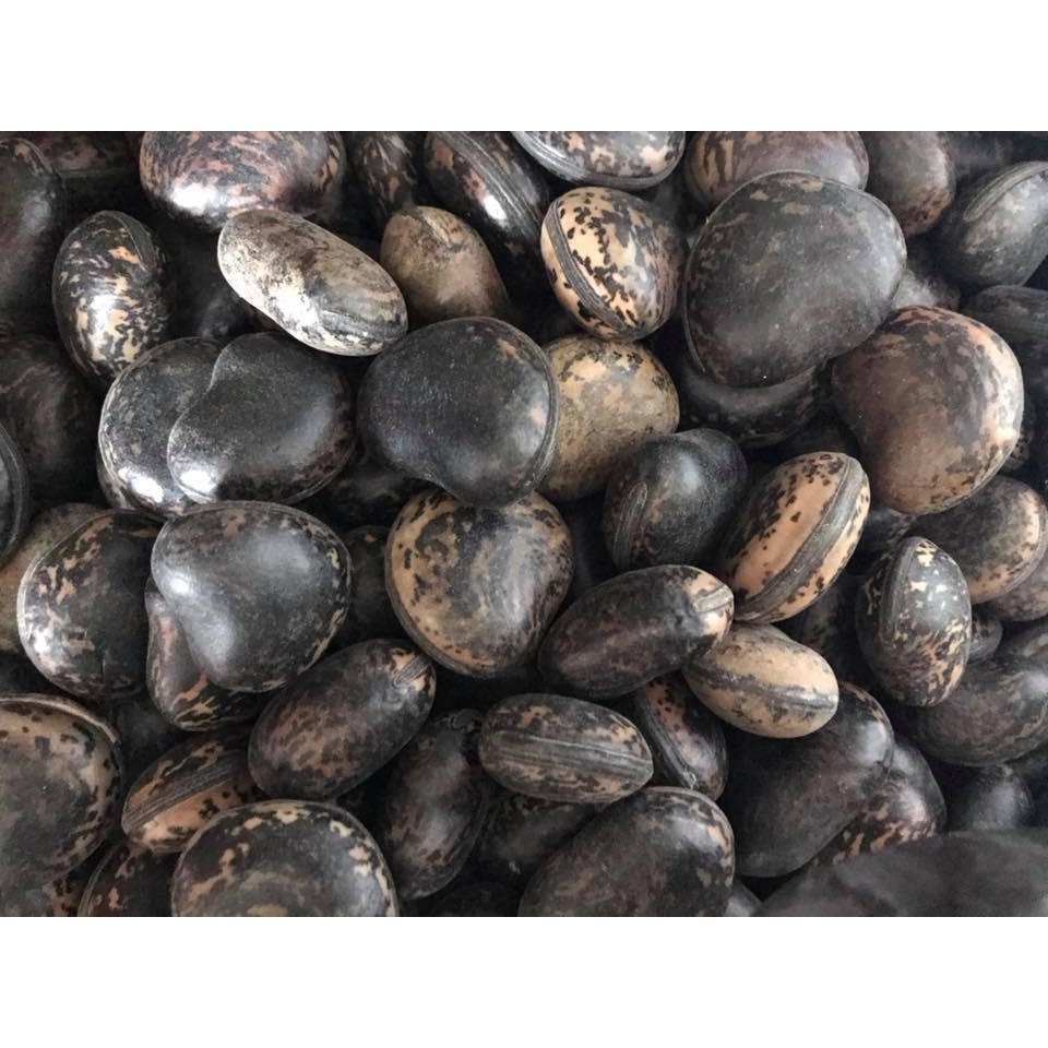 10 Hạt Đậu Lào Loại 01 981SP 683sp