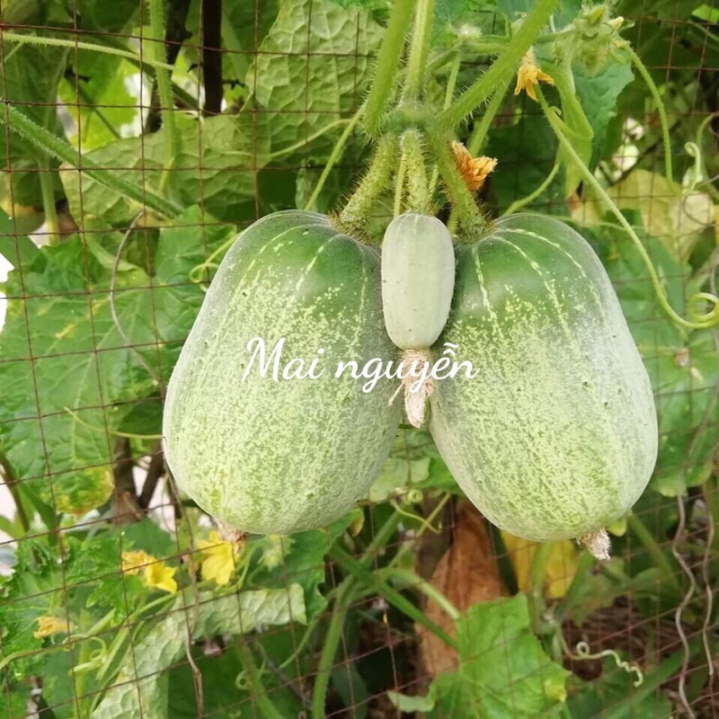 Hạt Giống Dưa Chuột Miêu Chiêng Mai