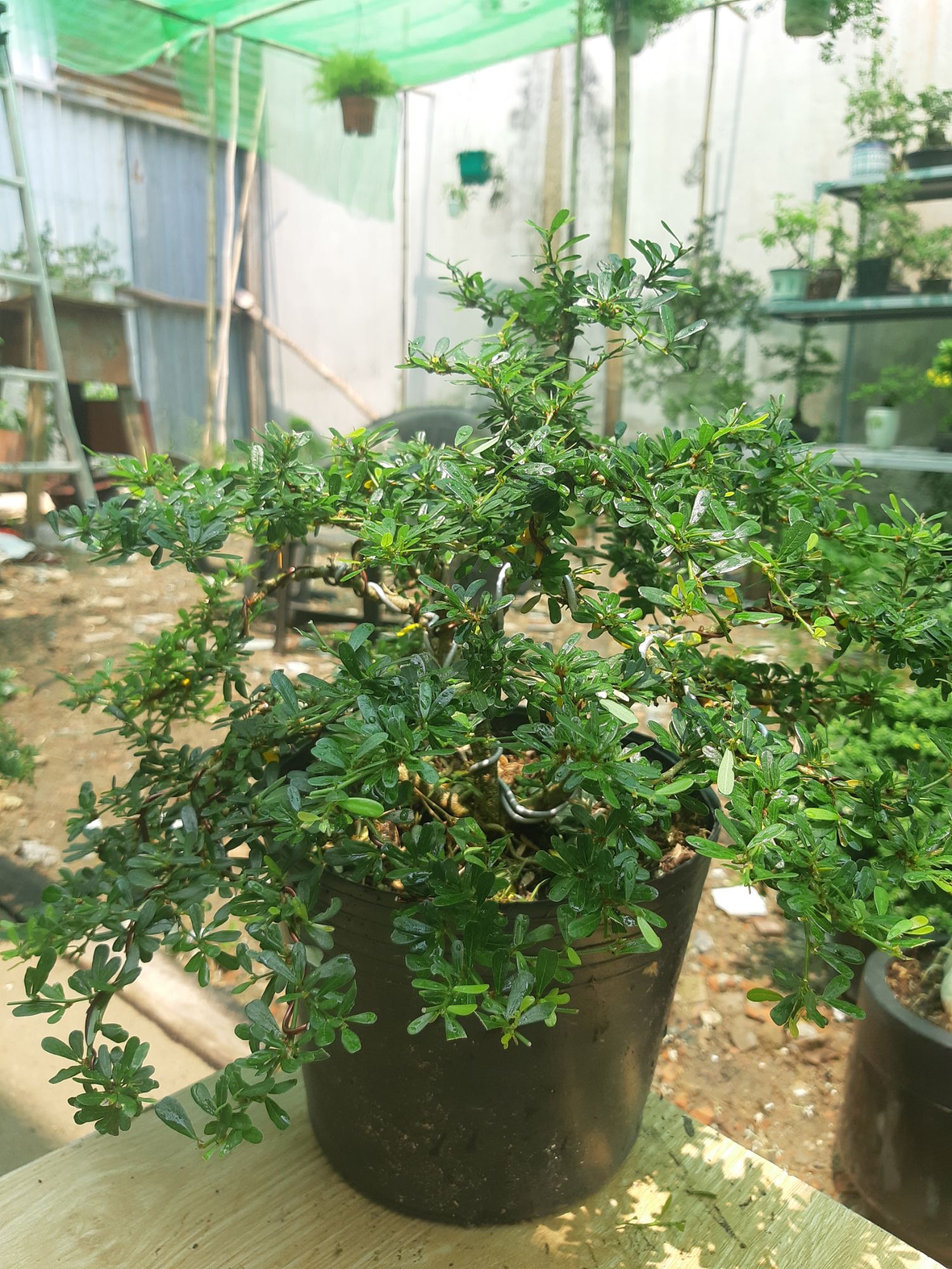 Linh sam86 BÔNG TÍM dáng BONSAI