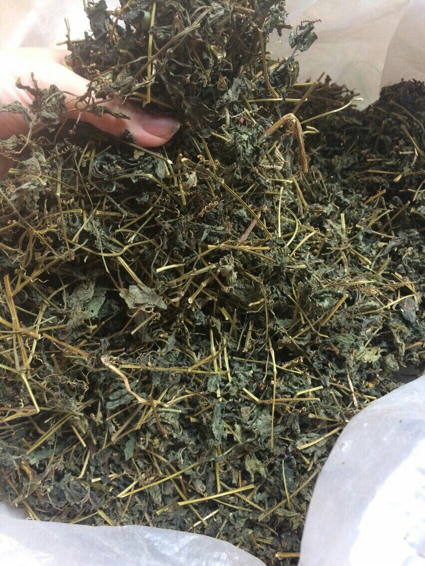 500g trà giảo cổ lam