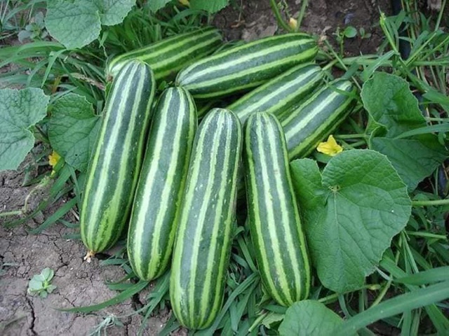 "Gói 20 Hạt " Hạt giống dưa chuột SHISHI sọc TháiLan