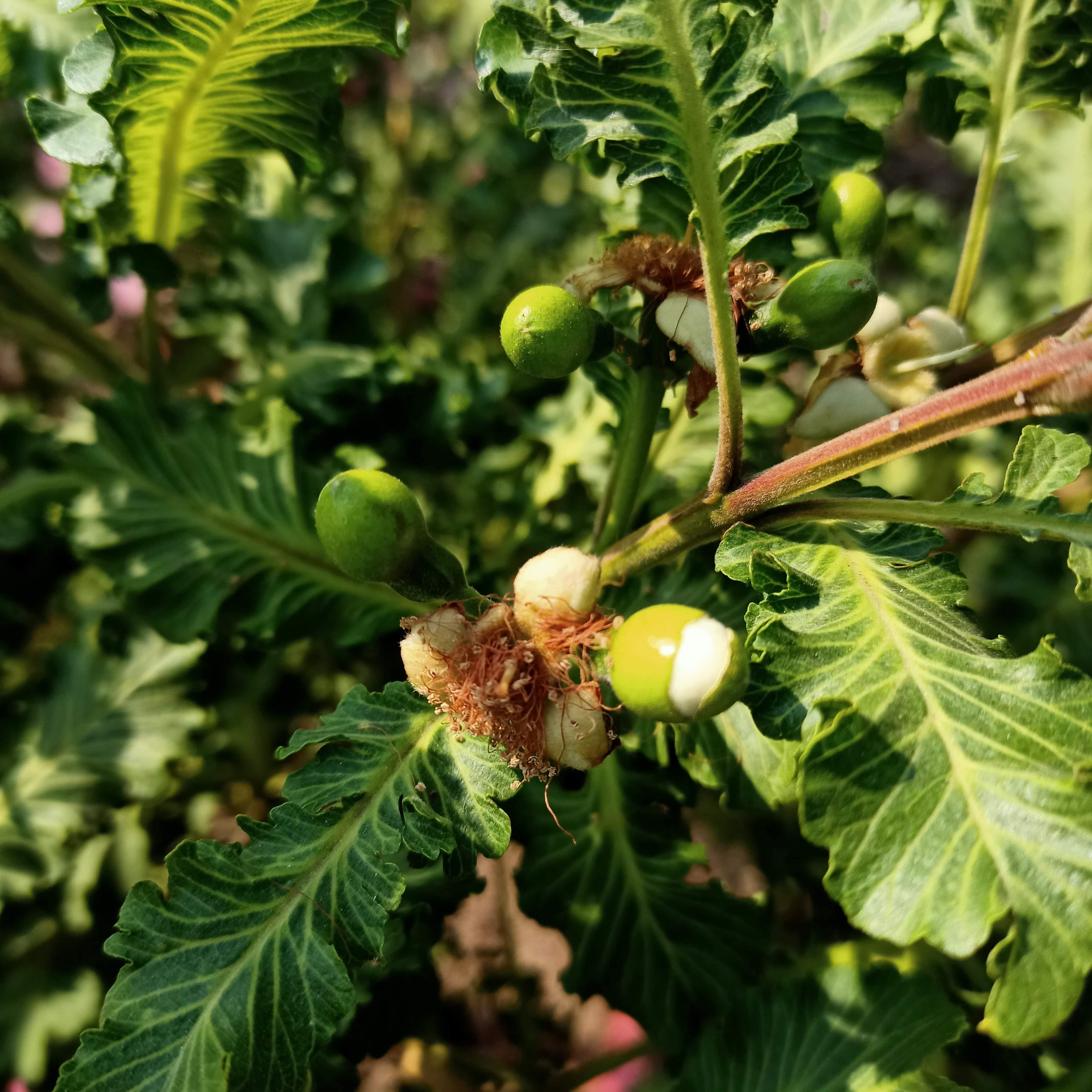 Cây ổi đuôi phụng đang hoa, bộ rễ ổn định, tán sum cây khỏe mạnh - Summer Garden
