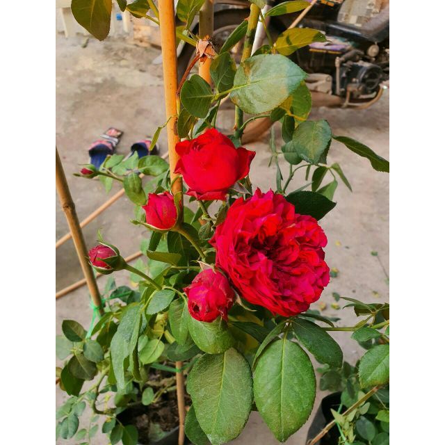 Combo 2 chậu cây hoa hồng Red Eden