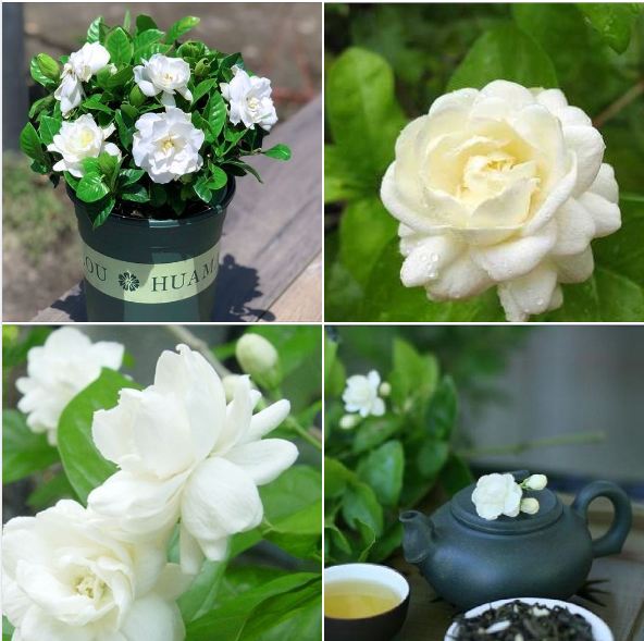 Hạt giống hoa nhài ( hoa lài) - 1 gói 10 hạt