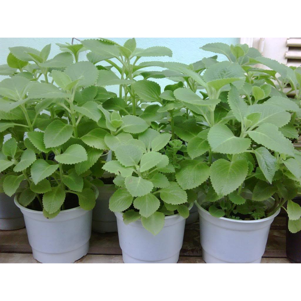Hạt Giống Húng Chanh - 100 Hạt