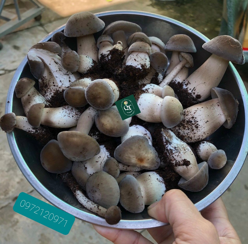 Combo: Phôi Nấm Mối Đen(01 kiện hàng 5 bịch)& Có Sơ Dừa Đủ Trồng