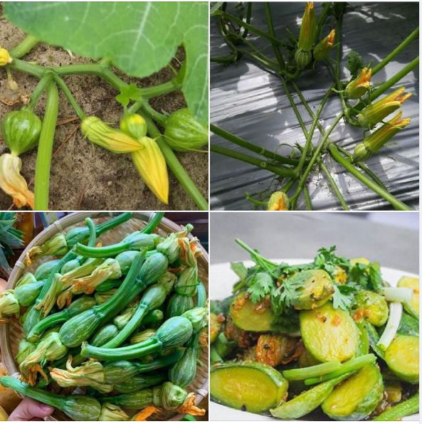 Hạt giống bí siêu nụ lai F1 - ( Bí đậu ăn non gói 10gram ) - VTNN2
