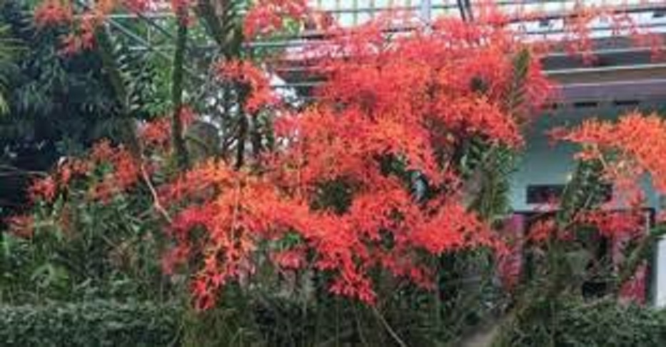 COM BO 5 CÂY GIỐNG LAN PHƯỢNG VỸ ĐỎ