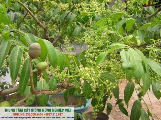 Cây giống cóc thái siêu sớm 6 tháng ra quả