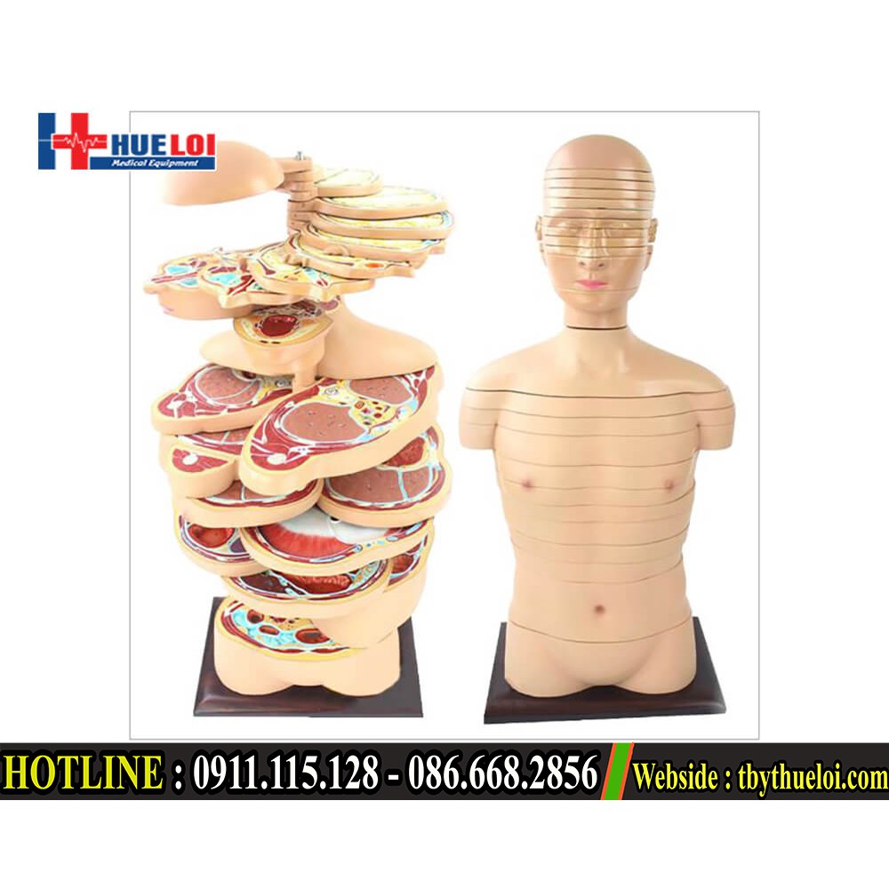 Mô hình cơ thể người -Mô hình giải phẫu cơ thể người cắt ngang