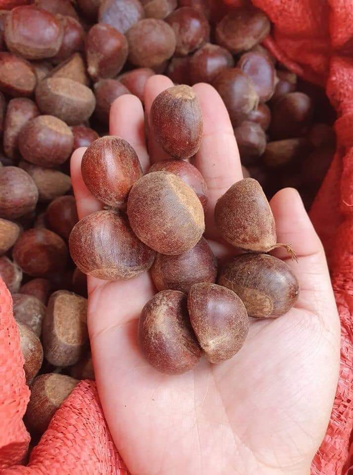 1kg hạt dẻ nếp tươi sapa (vừa vừa)