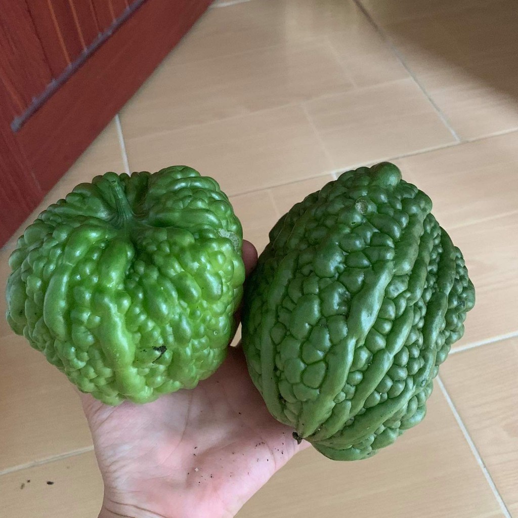 KHỔ QUA - MƯỚP ĐẮNG TRÁI TIM - 3 HẠT