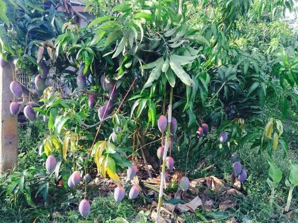 Cây giống xoài tím vỏ tím ruột vàng