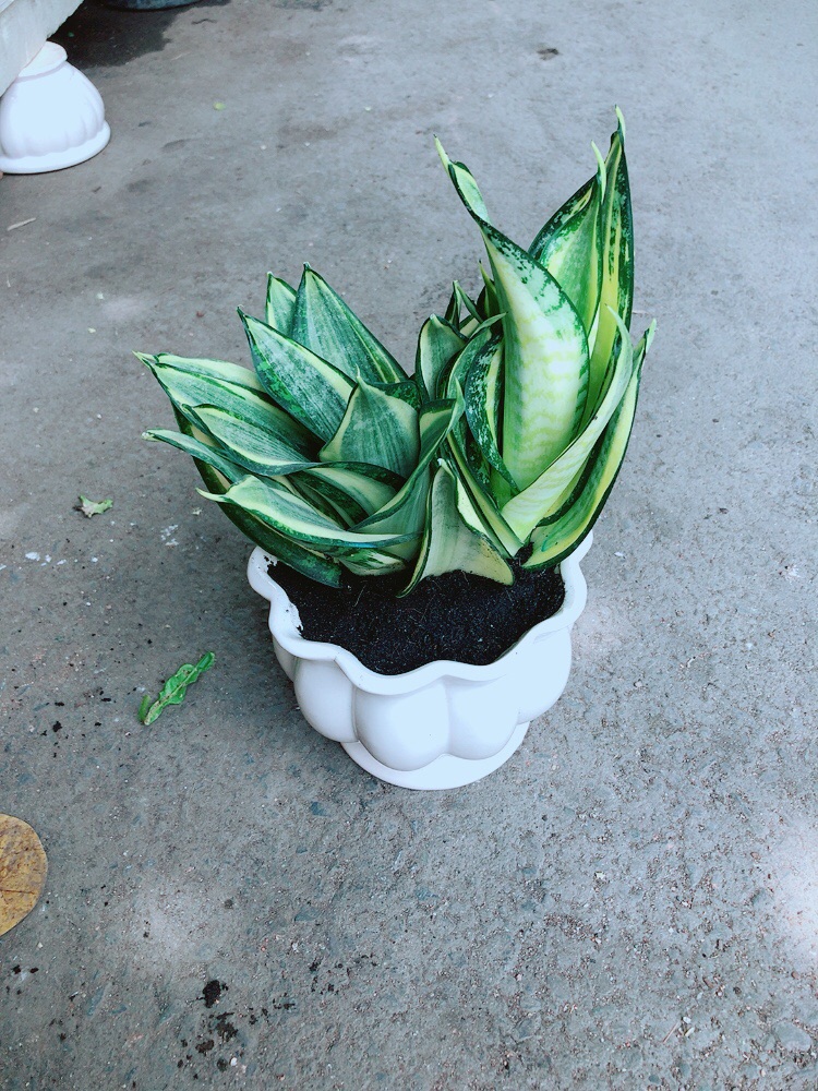 Chậu Lưỡi Hổ Thái Vàng