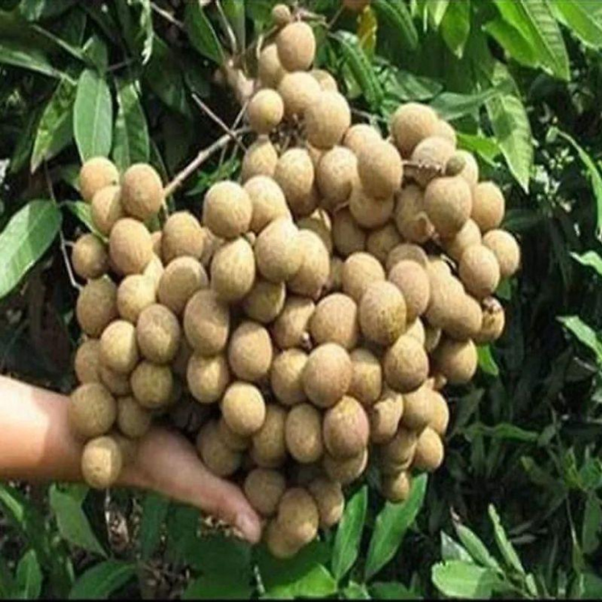 Cây giống nhãn không hạt Thái Lan (12 tháng cho trái)