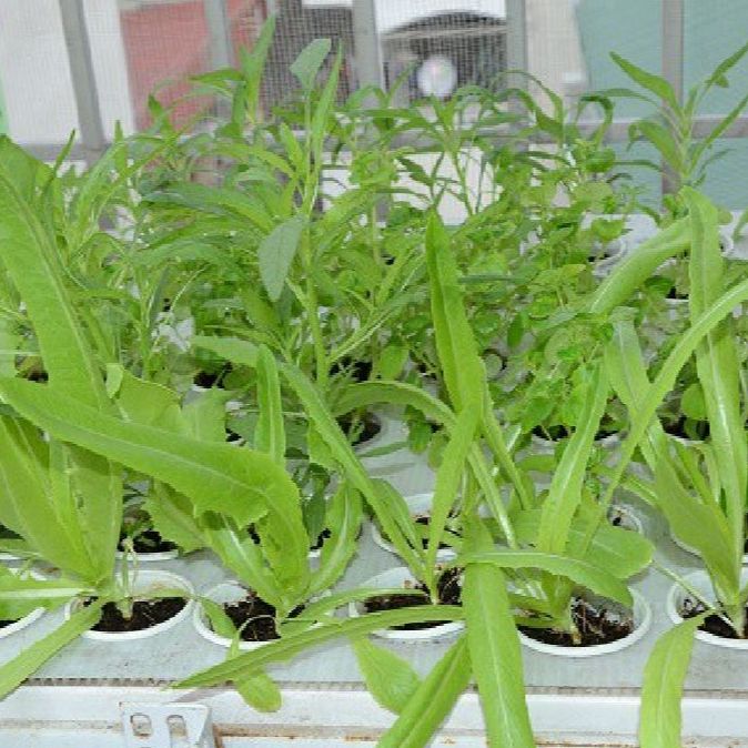 Hạt Giống Rau Diếp Thơm (gói 5Gram)