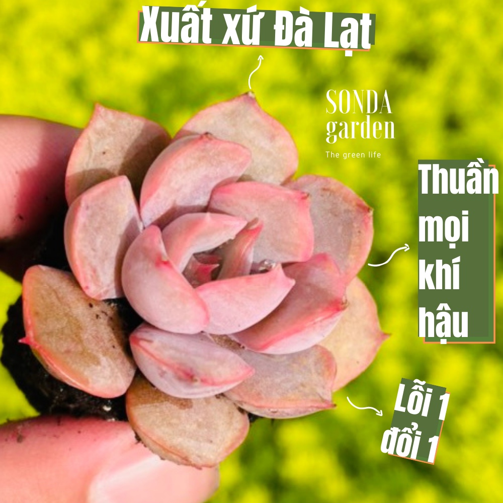 Sen đá hồng cánh cứng SONDA GARDEN size mini, cây cảnh trang trí nhà cửa, lỗi 1 đổi 1