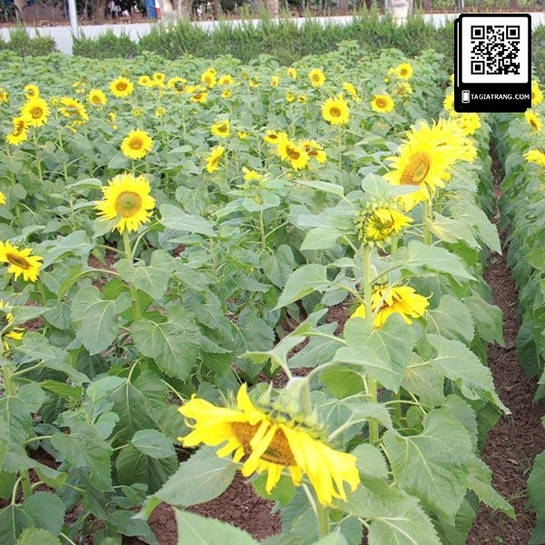 Hạt giống hoa hướng dương cao