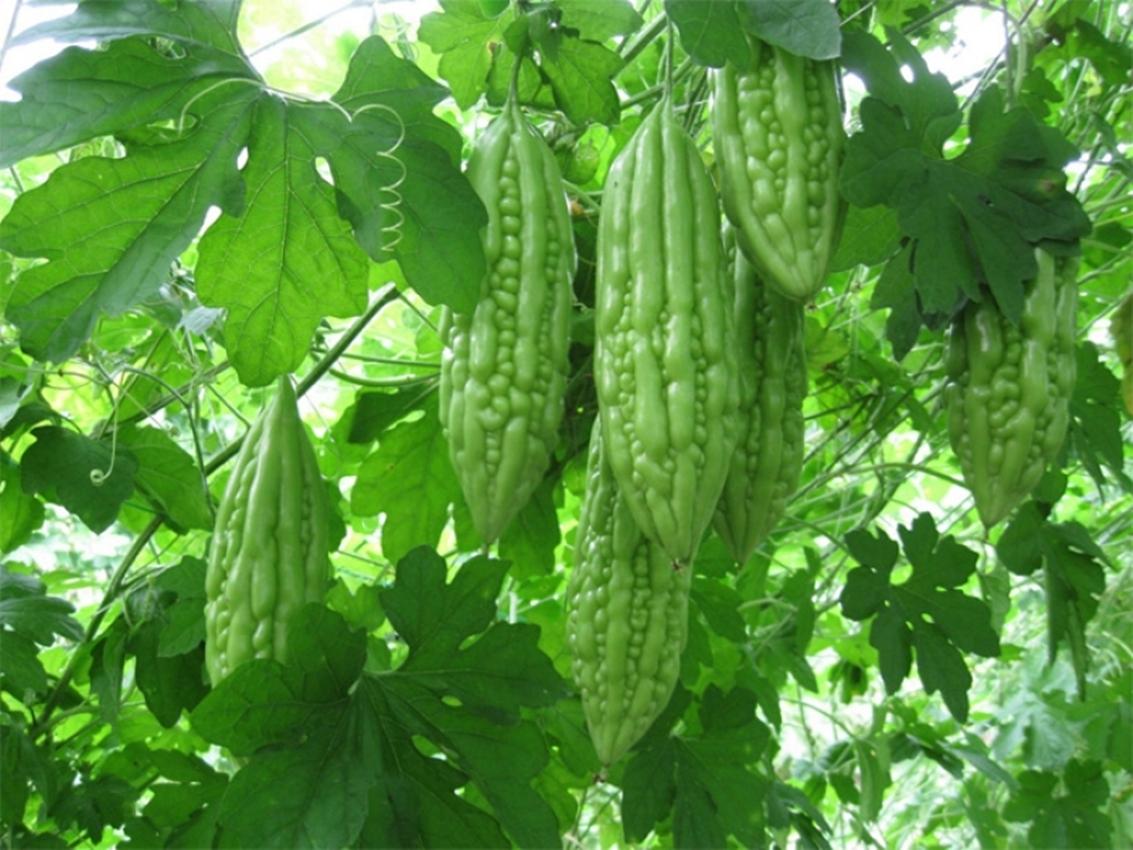 Mướp đắng khổng lồ