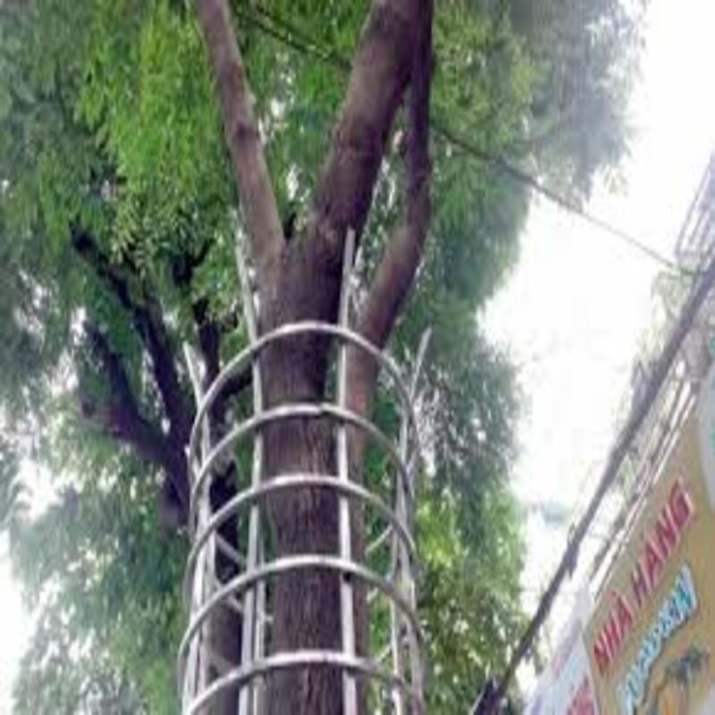 Cây giống Sưa đỏ có giá trị kinh tế cao