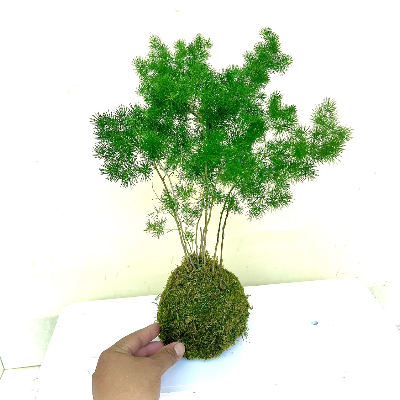 Cây tùng nho tiểu cảnh (ảnh thật