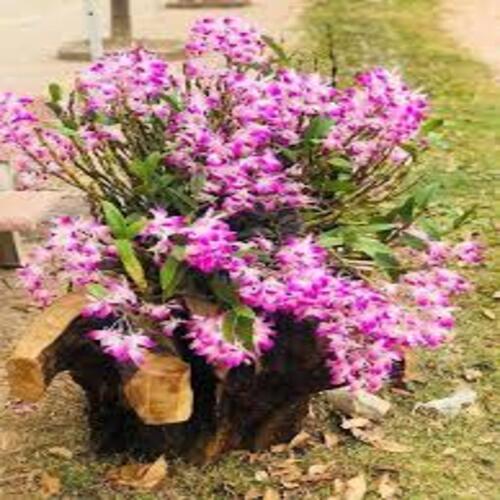 Chậu lan đùi gà hàng thuần lên chậu