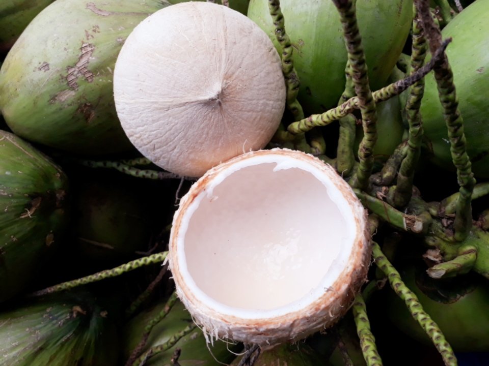 Dừa xiêm gọt trọc