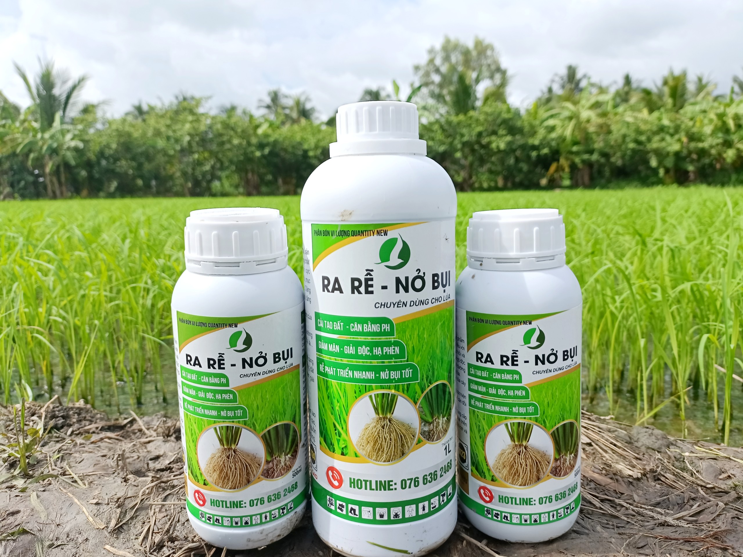 RA RỄ NỞ BỤI, ĐẺ NHÁNH CHUYÊN DÙNG CHO LÚA - CHAI 500ML VÀ 1LÍT