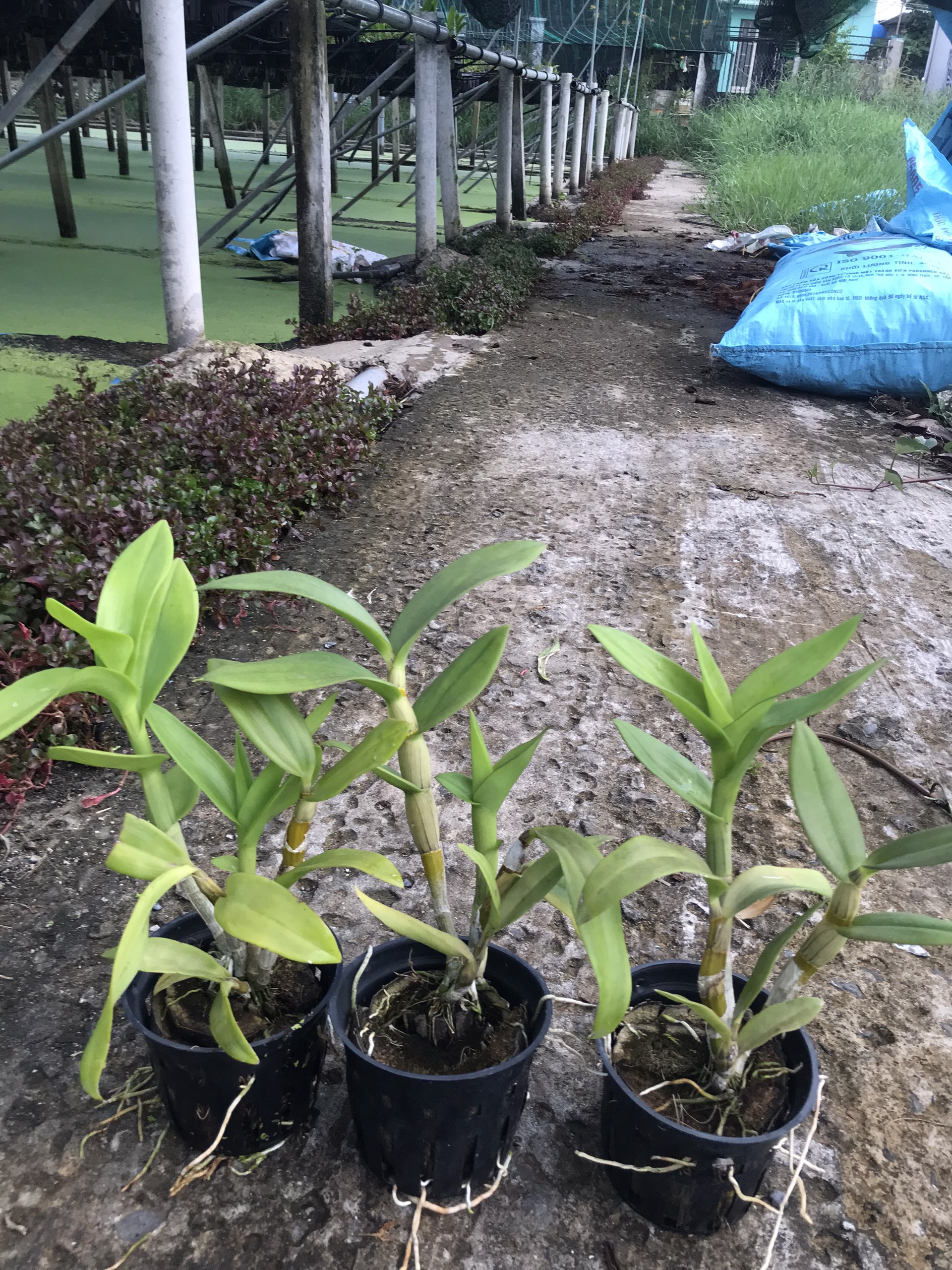 Hoa lan ngọc trai đen 5%