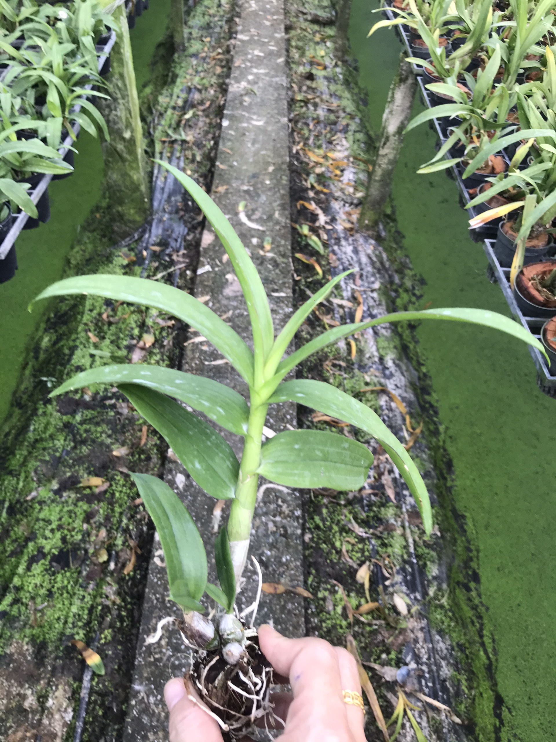 Mini Yaya cây giống