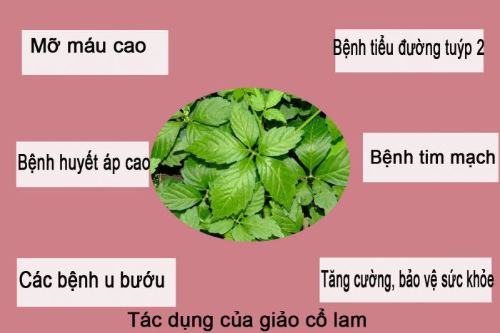Trà giảo cổ lam 5 lá - 1kg