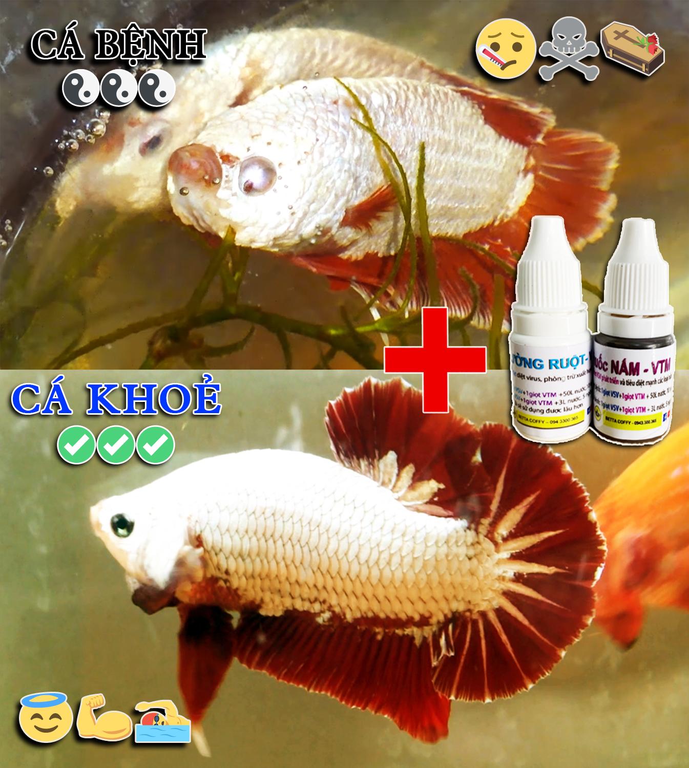 Combo 5 Chai Nuphar  BETTA COFFY ☕️