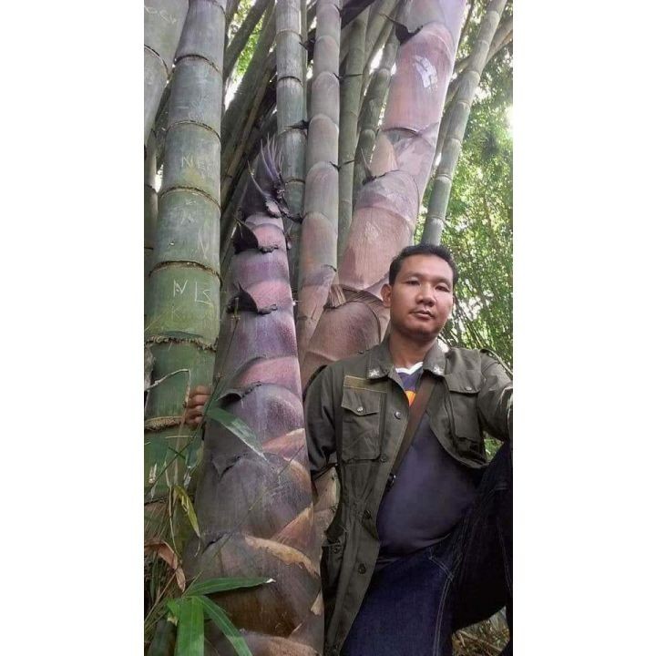 cây TRE KHỔNG LỒ THÁI...