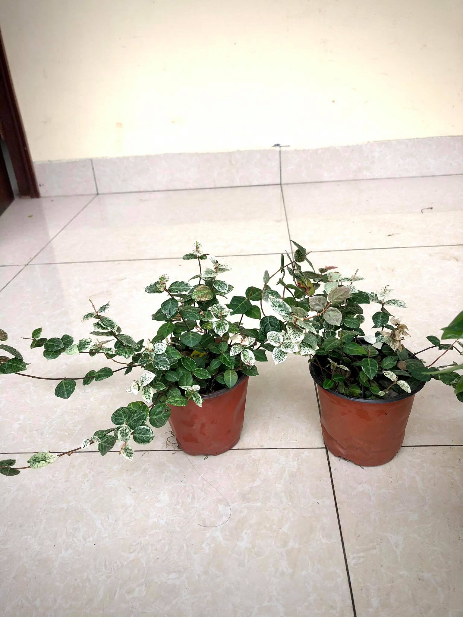 Cây vảy ốc - cây thằn lằn cẩm thạch (cây leo tường)