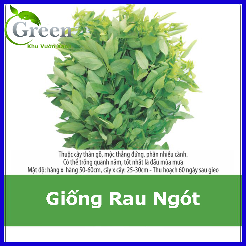 Hạt Giống Rau Ngót Dễ Chăm Sóc, Thu Hoạch Liên Tục