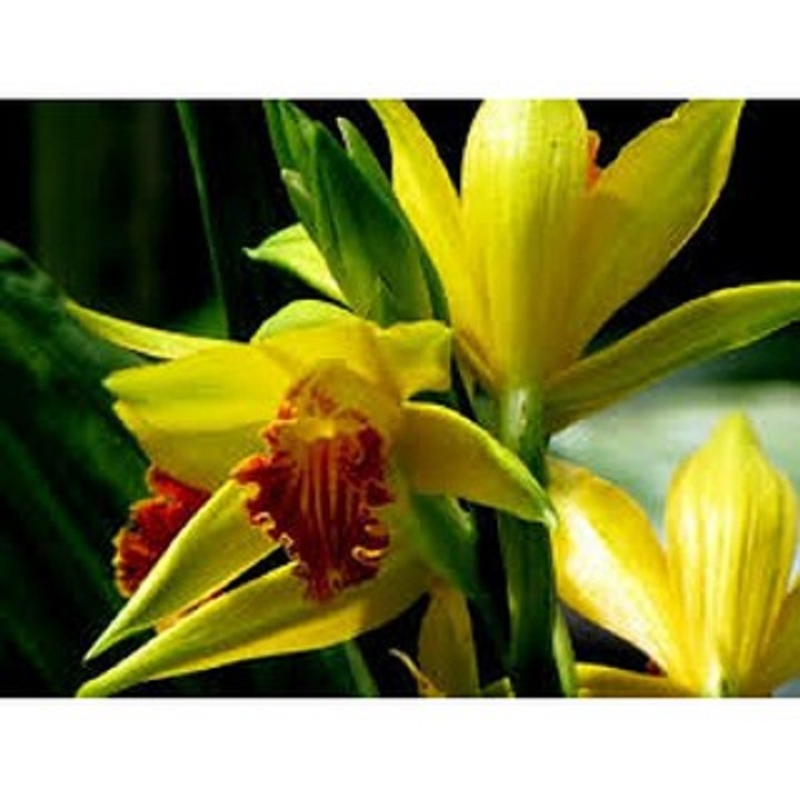 CỦ GIỐNG ĐỊA LAN hạc đỉnh vàng tây bắc