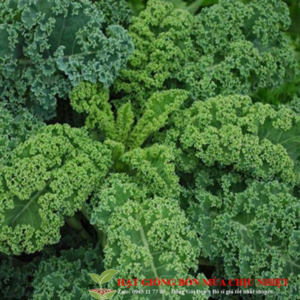 29C Hạt Giống Cải Xoăn Kale 20 Hạt